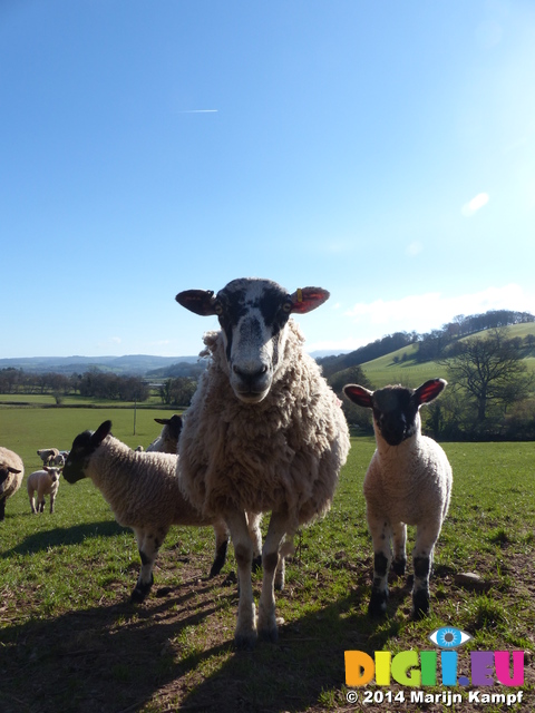 FZ004146 Ewe and lambs in field